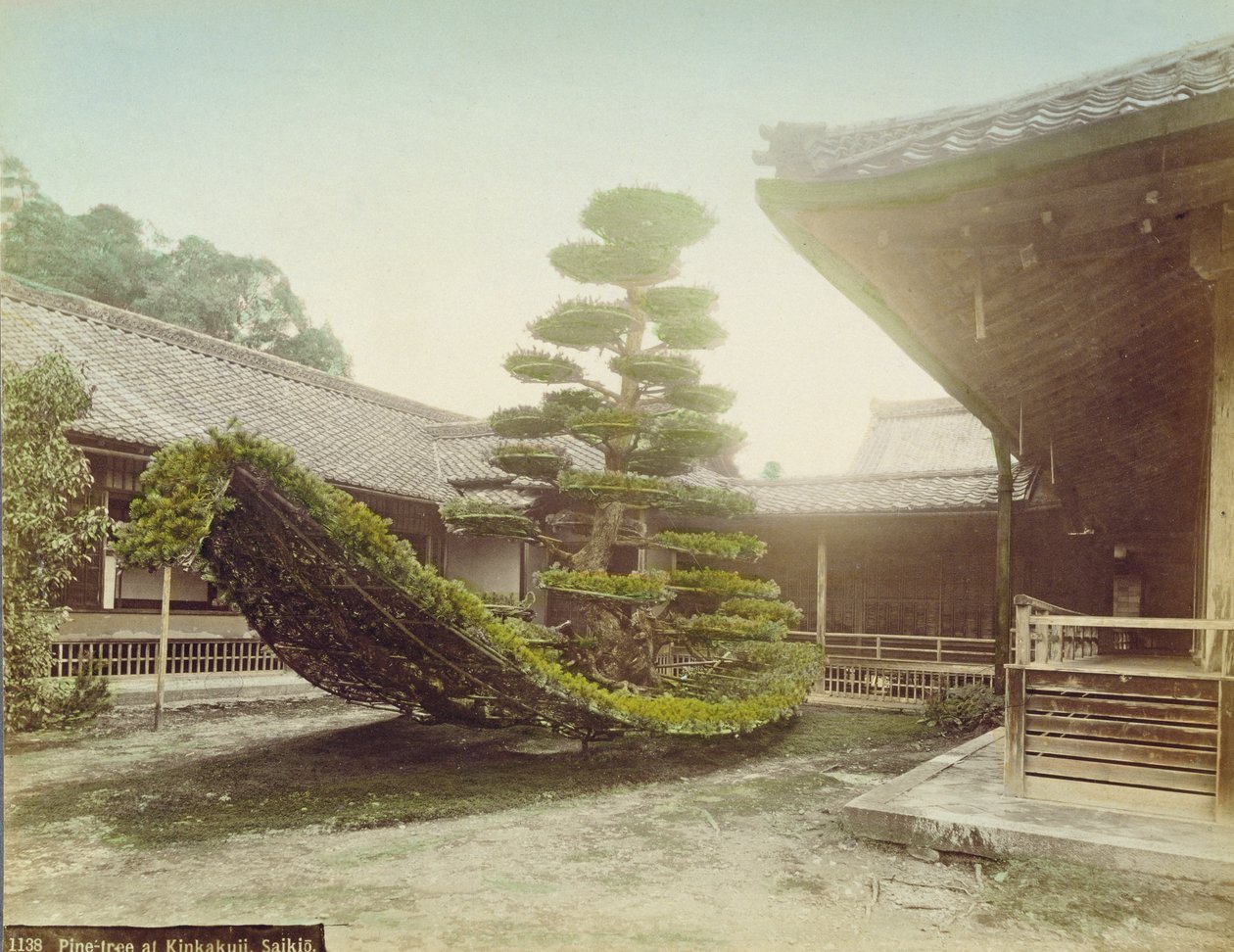 Pine Tree ved Kinkaku-ji, Kyoto, ca. 1905 (farvet foto) af Japanese Photographer