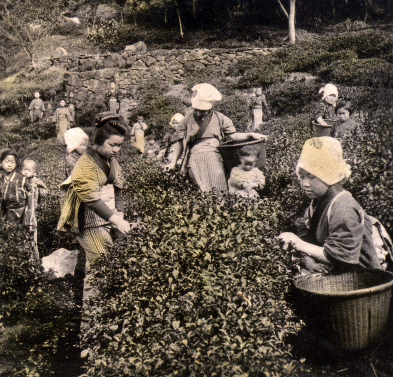 Teplukning i Uji-provinsen, ca. 1900 (albummefoto) af Japanese Photographer