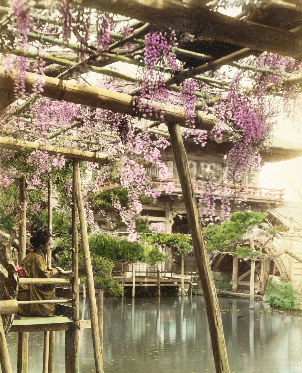 Wisteria blossom, Kameido Temple Gardens, Tokyo, begyndelsen af 1890