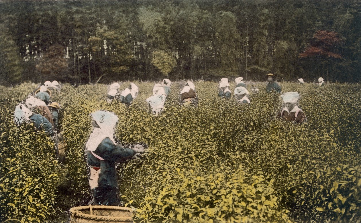 Kvinder plukker te, med mandlig opsynsmand (håndkoloreret foto) af Japanese Photographer