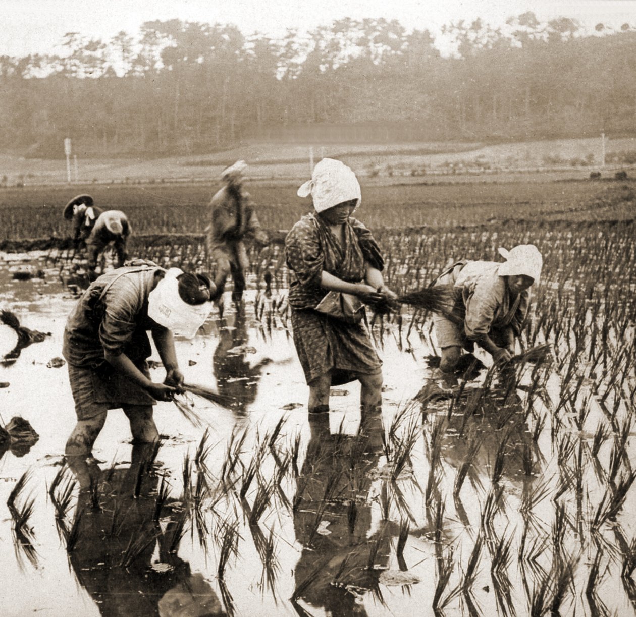 Kvinder planter ris i Japan, ca. 1900 (albuminfoto) af Japanese Photographer