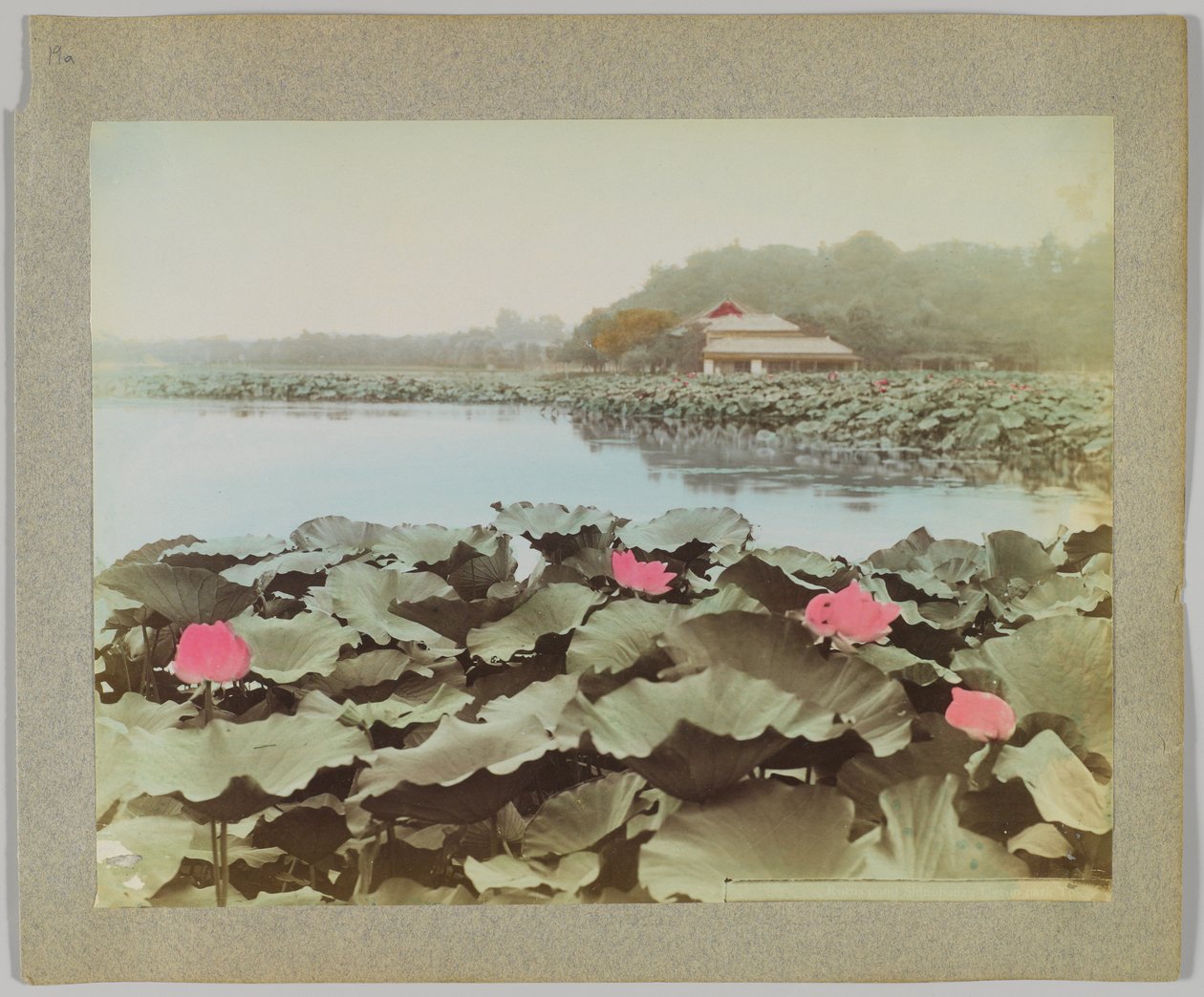 Lotus i Shinobadzu Pond, Uyeno Park, Tokyo, Japan (håndfarvet sort/hvid foto) af Japanese Photographer