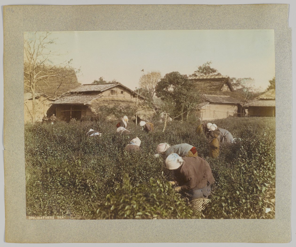 Picking Tea, Japan (håndfarvet sort/hvid foto) af Japanese Photographer