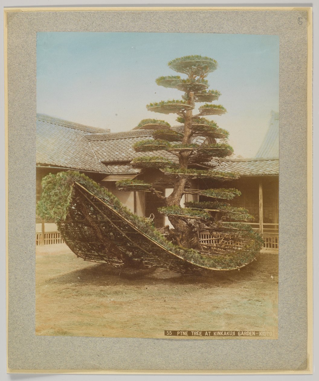Pine Tree i Kinkakuji Garden, Kyoto, Japan (håndfarvet sort/hvid foto) af Japanese Photographer
