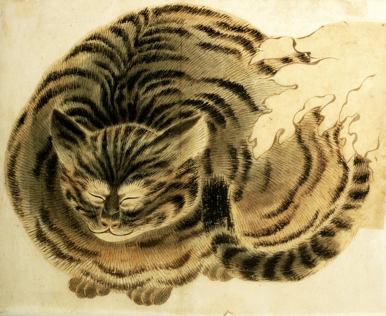 Sleeping Cat, pub. ca. 1850 (akvarel på papir) af Japanese Photographer