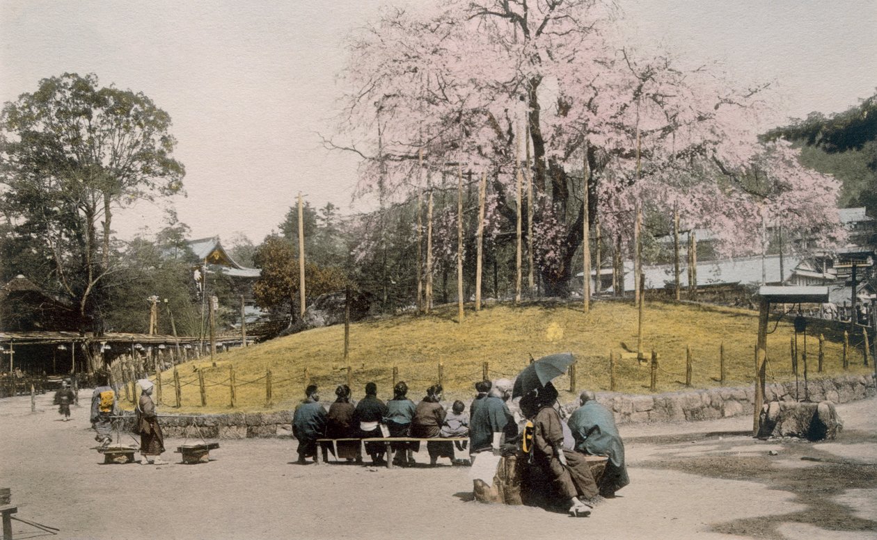 Det berømte kirsebærtræ ved Maruyama, Kyoto 1890