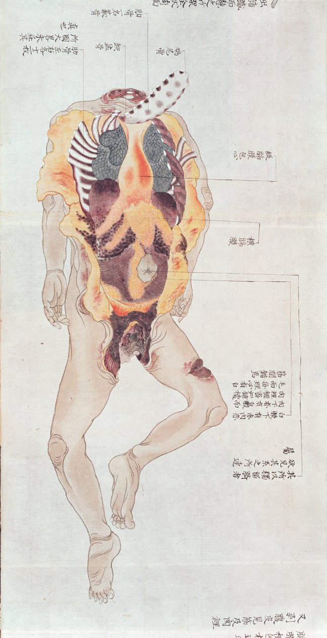 Et krop uden inderbuk fra dissektion af et torturoffer fra 1796, fra en makimono af en Midori-læge, 1842 (pen & blæk og wc på papir) af Japanese School