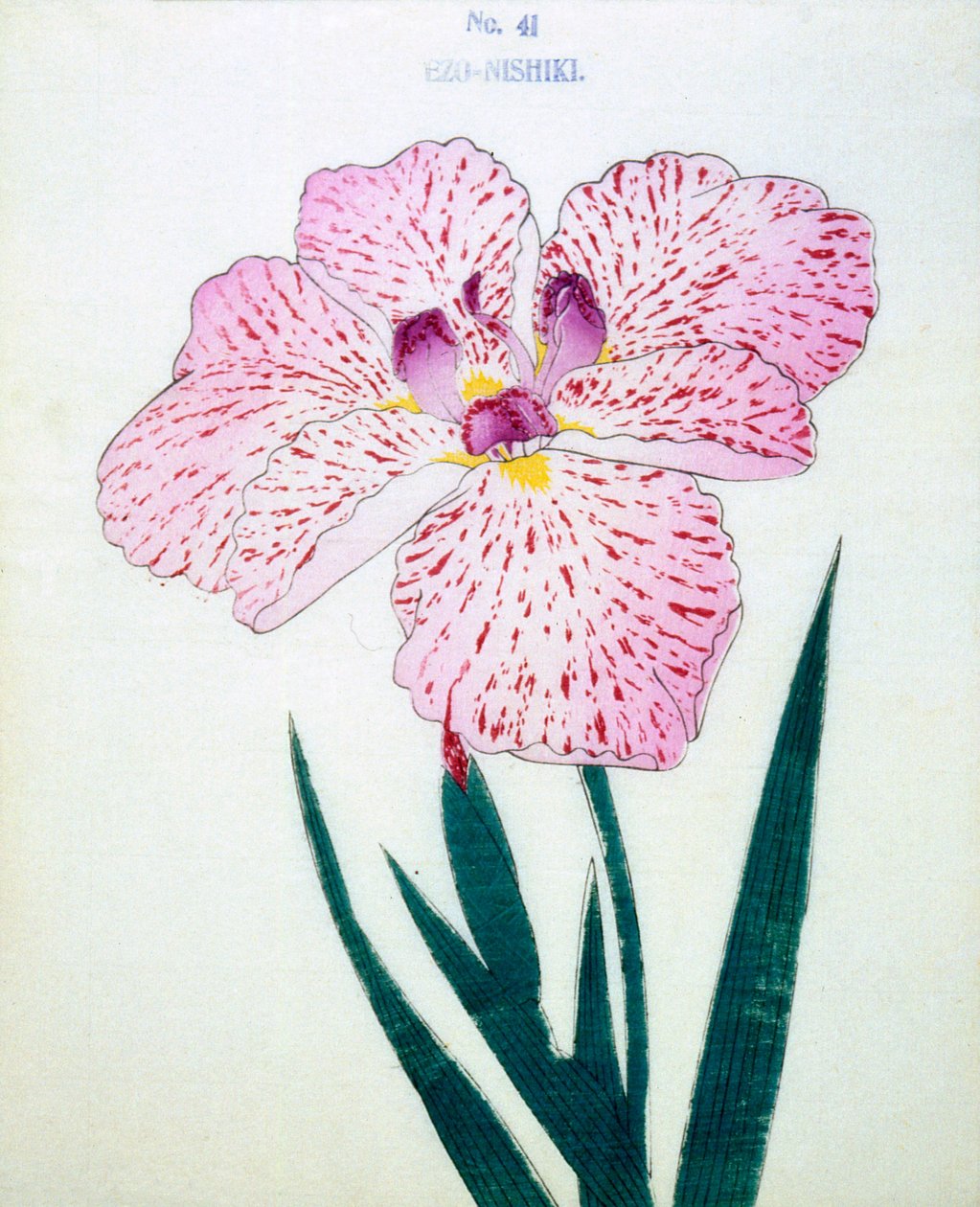 Ezo-Nishiki, af. 41, 1898 af Japanese School