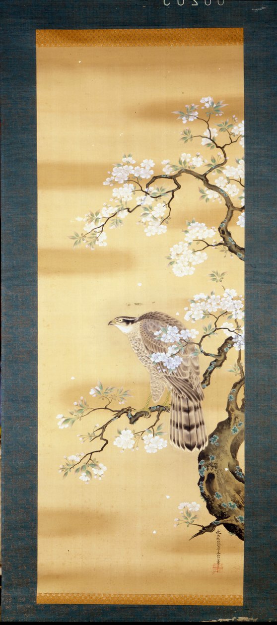 Falk på en gren af japansk kirsebær blomstrede. Silkemaleri fra det 18. århundrede i Japan. Genova. Museo Chiossone. af Japanese School