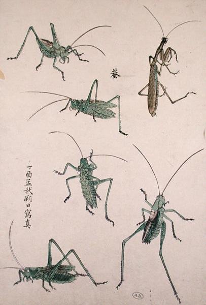 Græshopper (træbloktryk i farver) af Japanese School