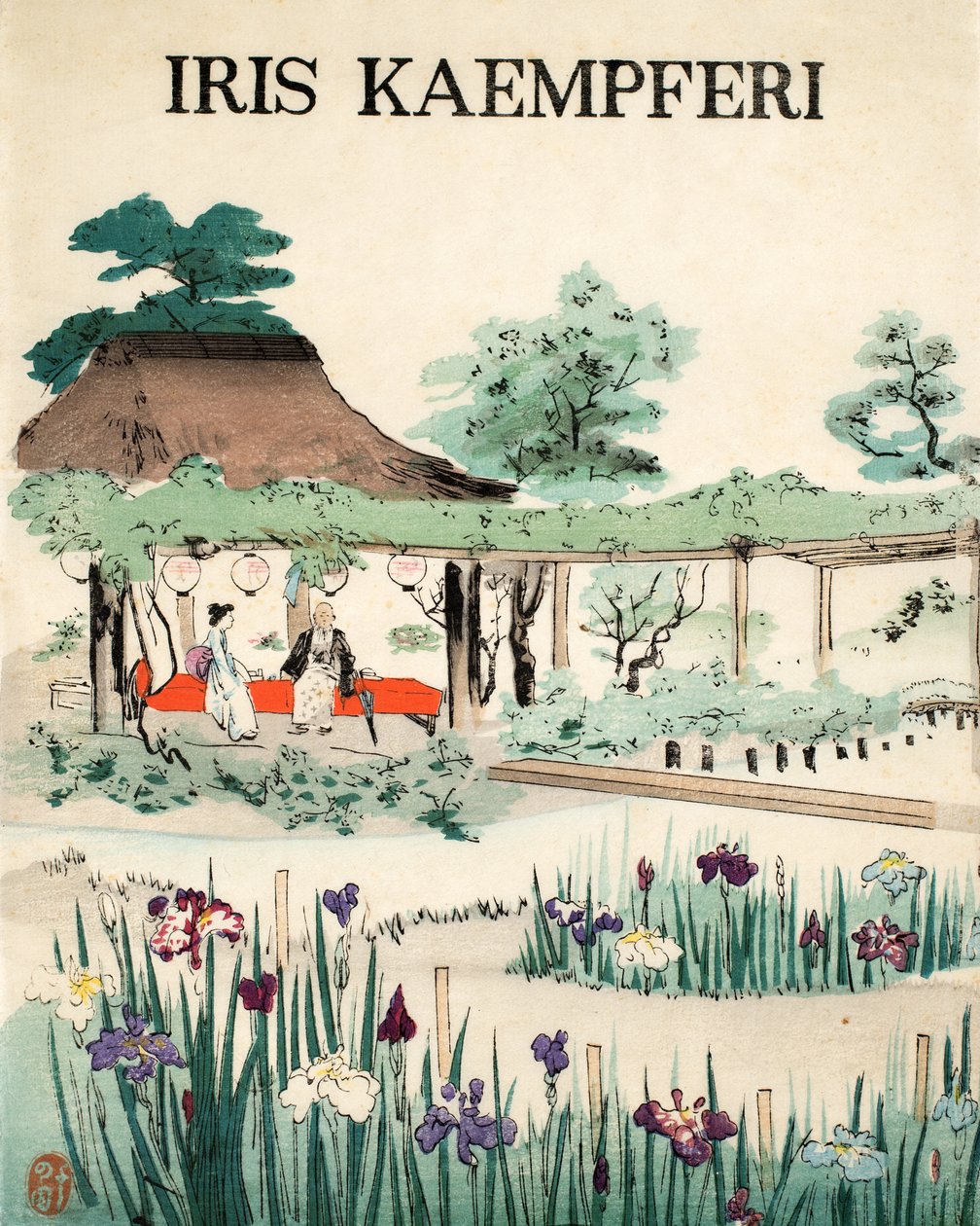 Iris Kaempferi - Forside, 1890 af Japanese School