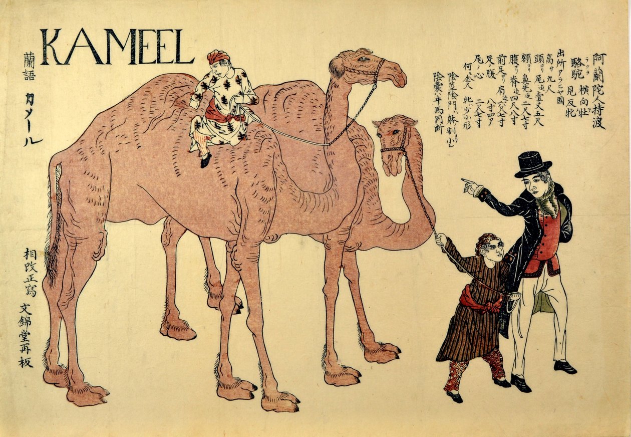 Kameel, pub. 1821 (farvet træsnit) af Japanese School