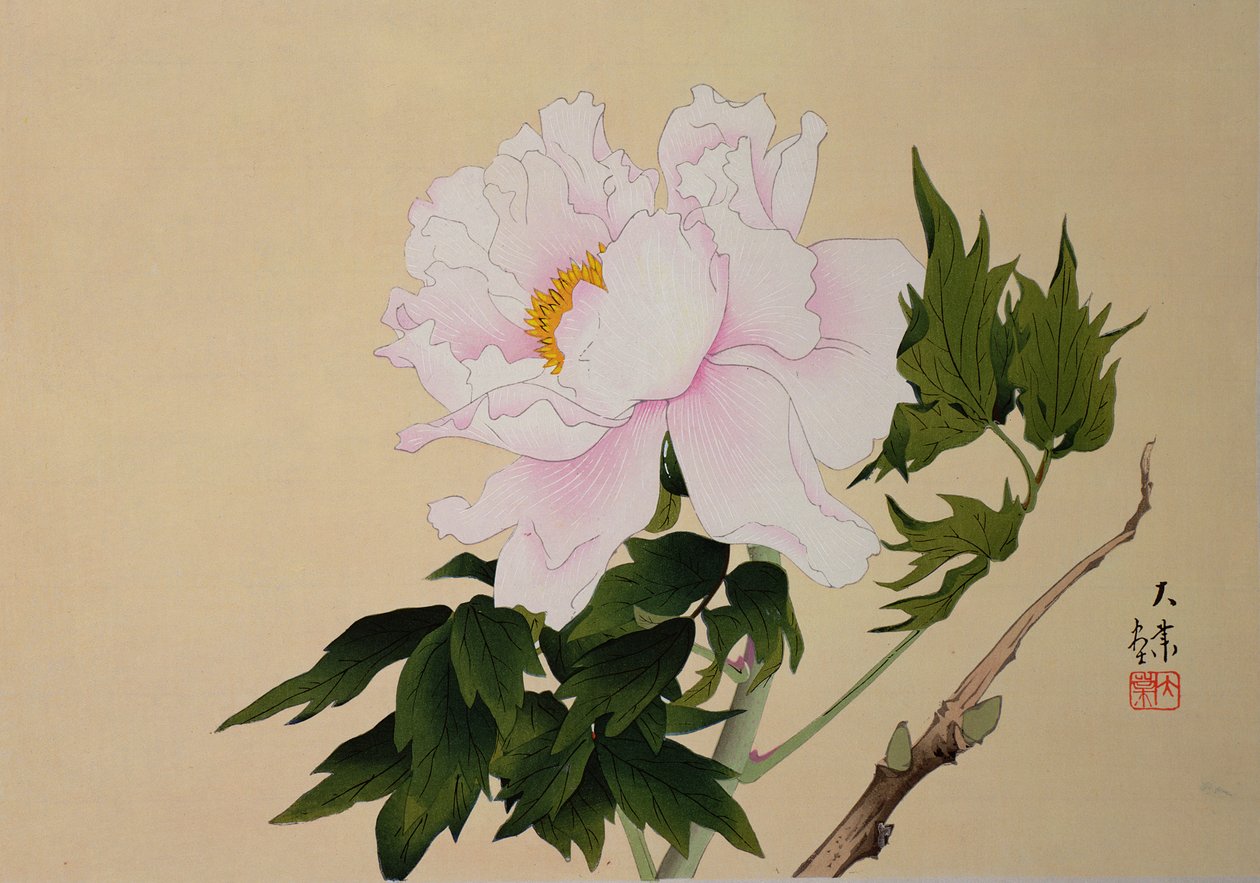 Peony, pub. 1950 af Japanese School