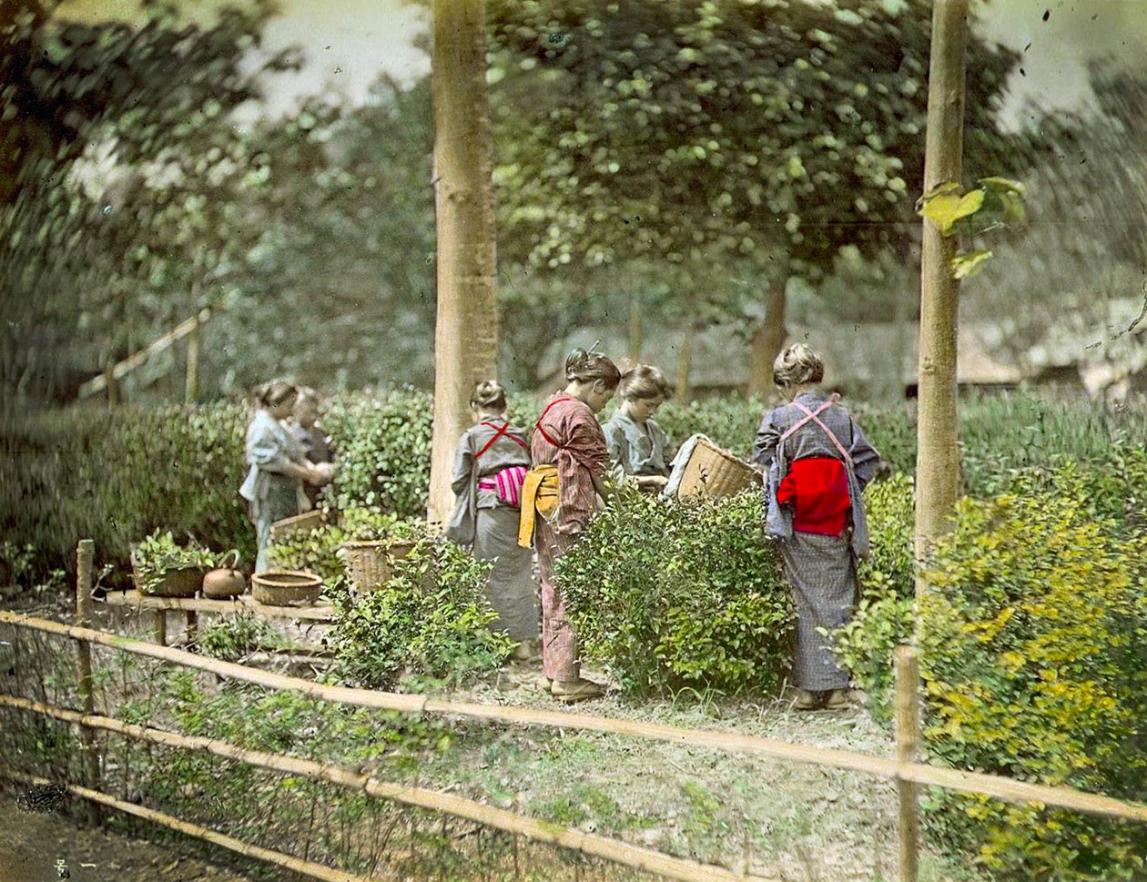 Plukke te, ca. 1880 af Japanese School