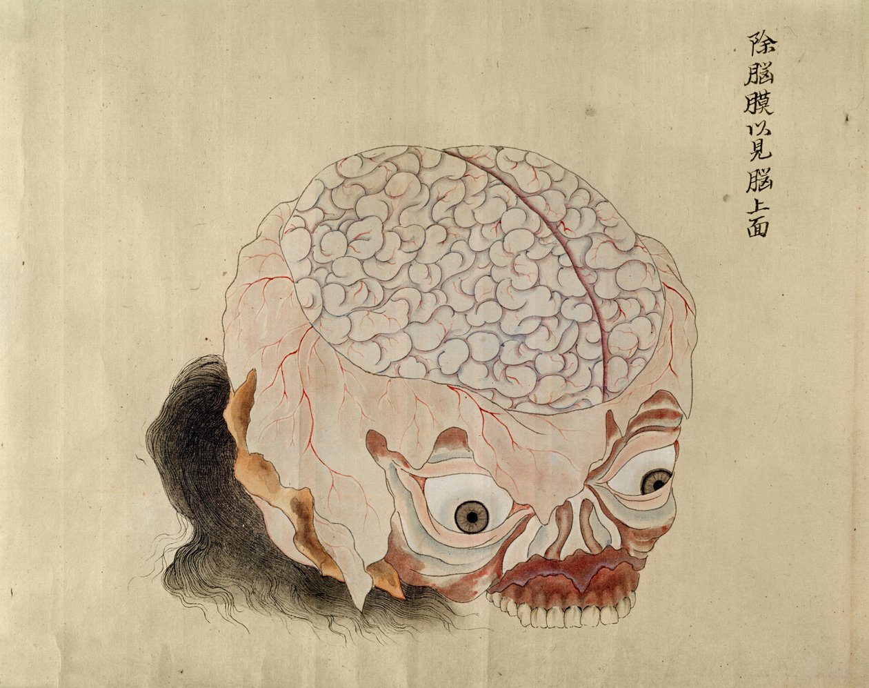 Hjernens anatomi fra dissektionen af et torturoffer fra 1796, fra en makimono fra en Midori-læge, 1842 (pen & blæk og wc på papir) af Japanese School