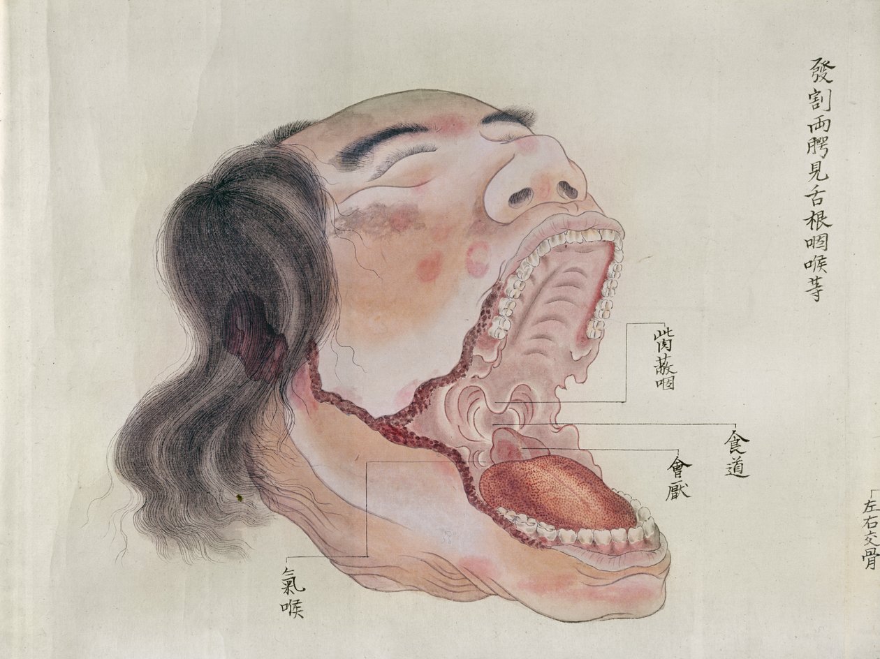 Mundens anatomi, fra dissektion af et torturoffer fra 1796, fra en makimono fra en Midori-læge, 1842 (pen & blæk og wc på papir) af Japanese School