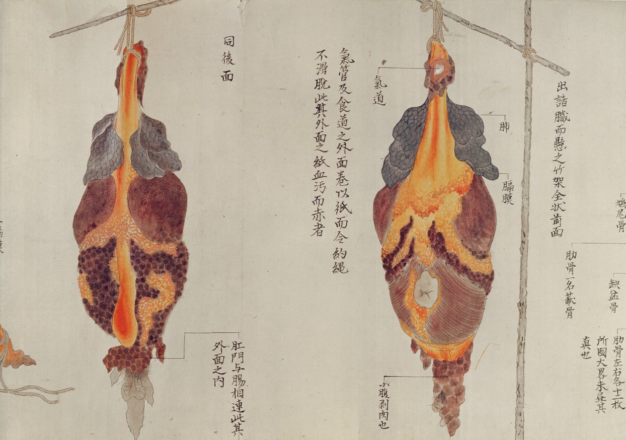 Lungerne fra dissektionen af et torturoffer fra 1796, fra en makimono fra en Midori-læge, 1842 (pen & blæk og wc på papir) af Japanese School