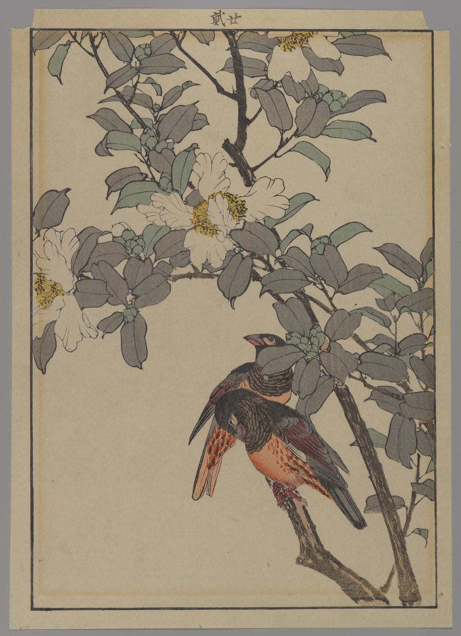 To fugle med hvide blomster, Meiji-perioden, 1892 (træblok i farver) af Japanese School