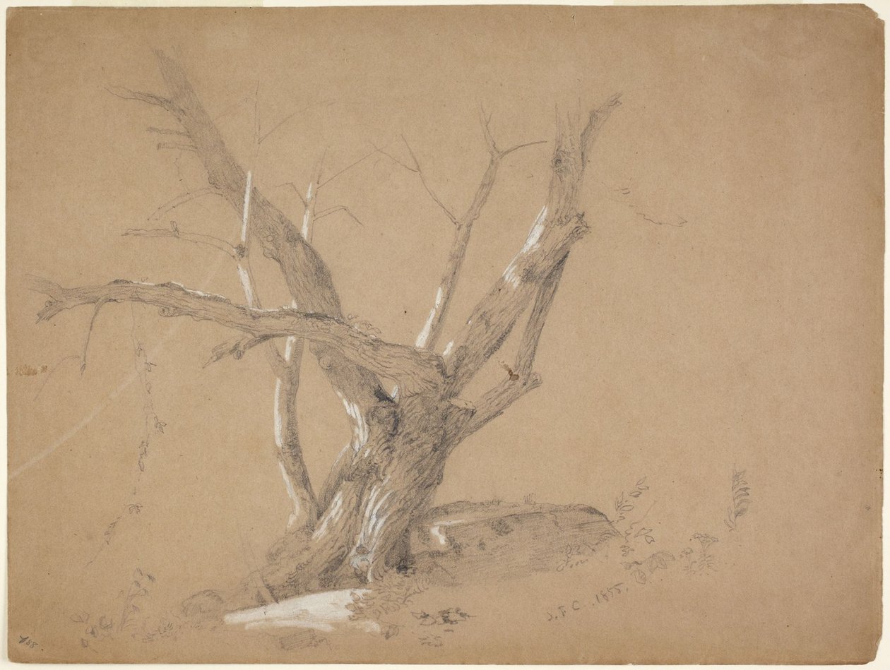 Studie af et træ af Jasper Francis Cropsey