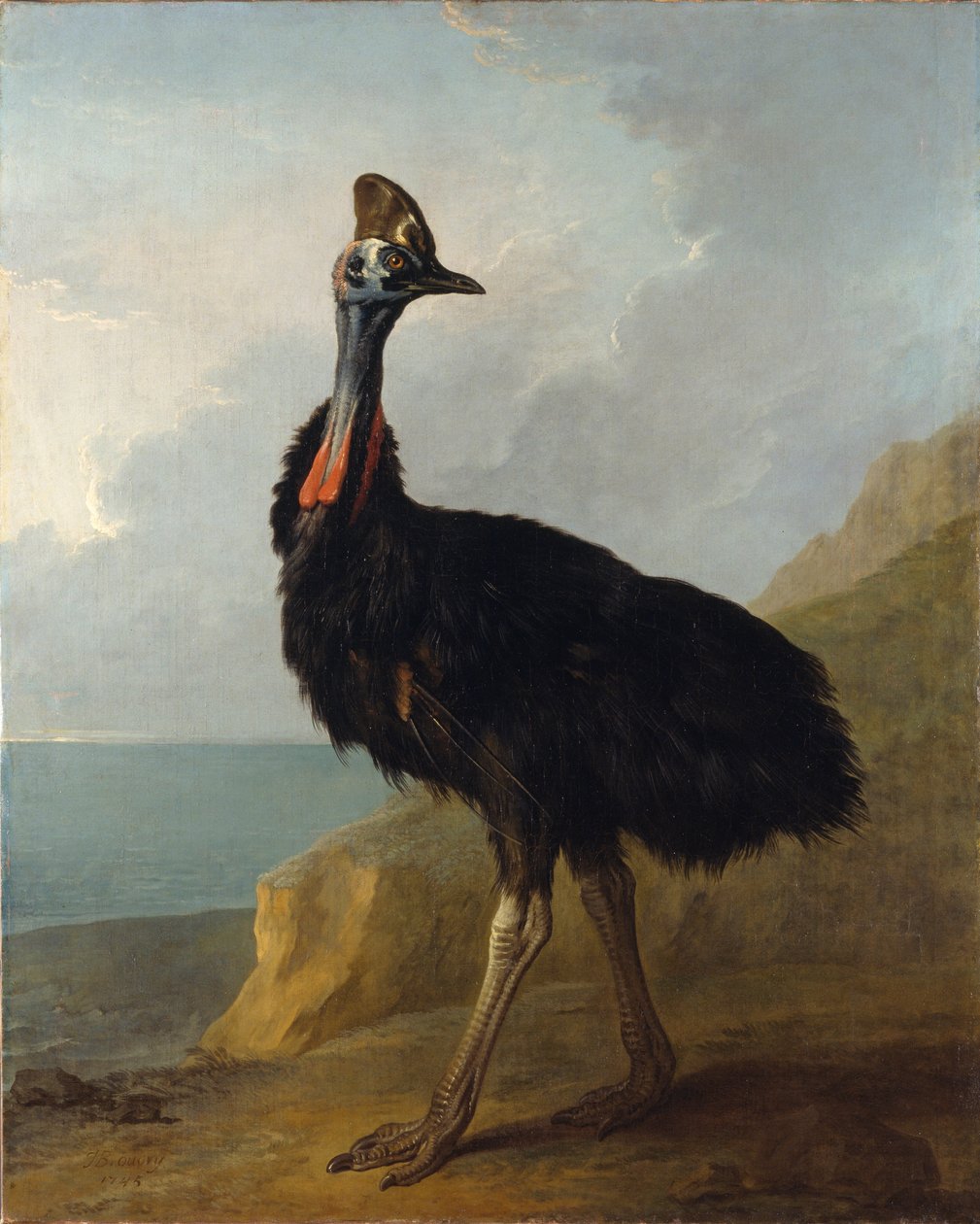 Cassowary af Jean Baptiste Oudry