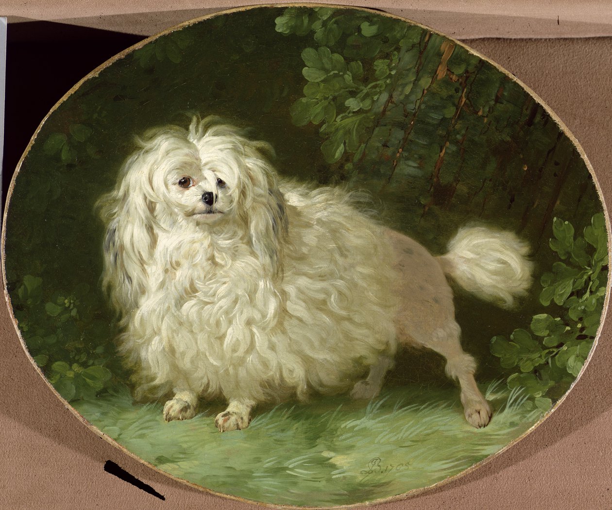 Portræt af en puddel af Jean Jacques Bachelier