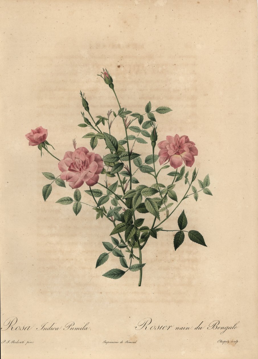 Pink miniature Kina rose, Rosa chinensis. af Jean Baptiste Chapuy