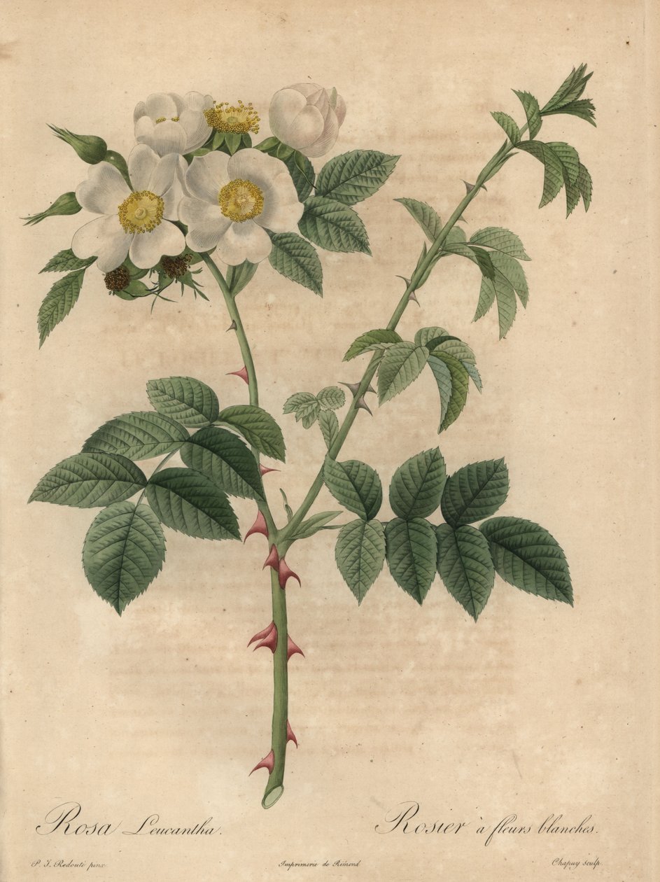 Hvid rose, Rosa leucantha. af Jean Baptiste Chapuy