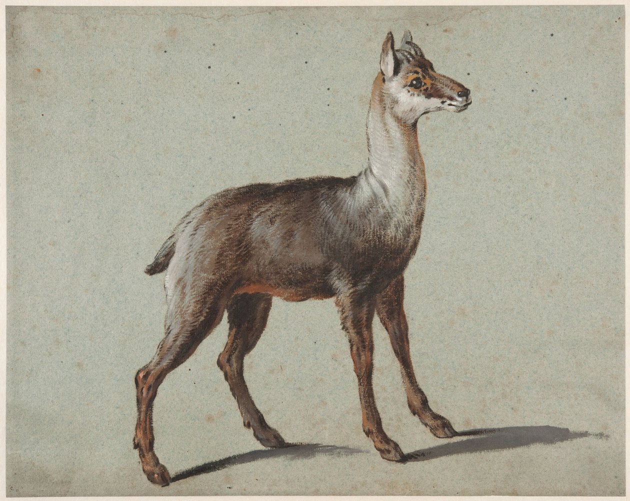 Gemse af Jean-Baptiste Oudry