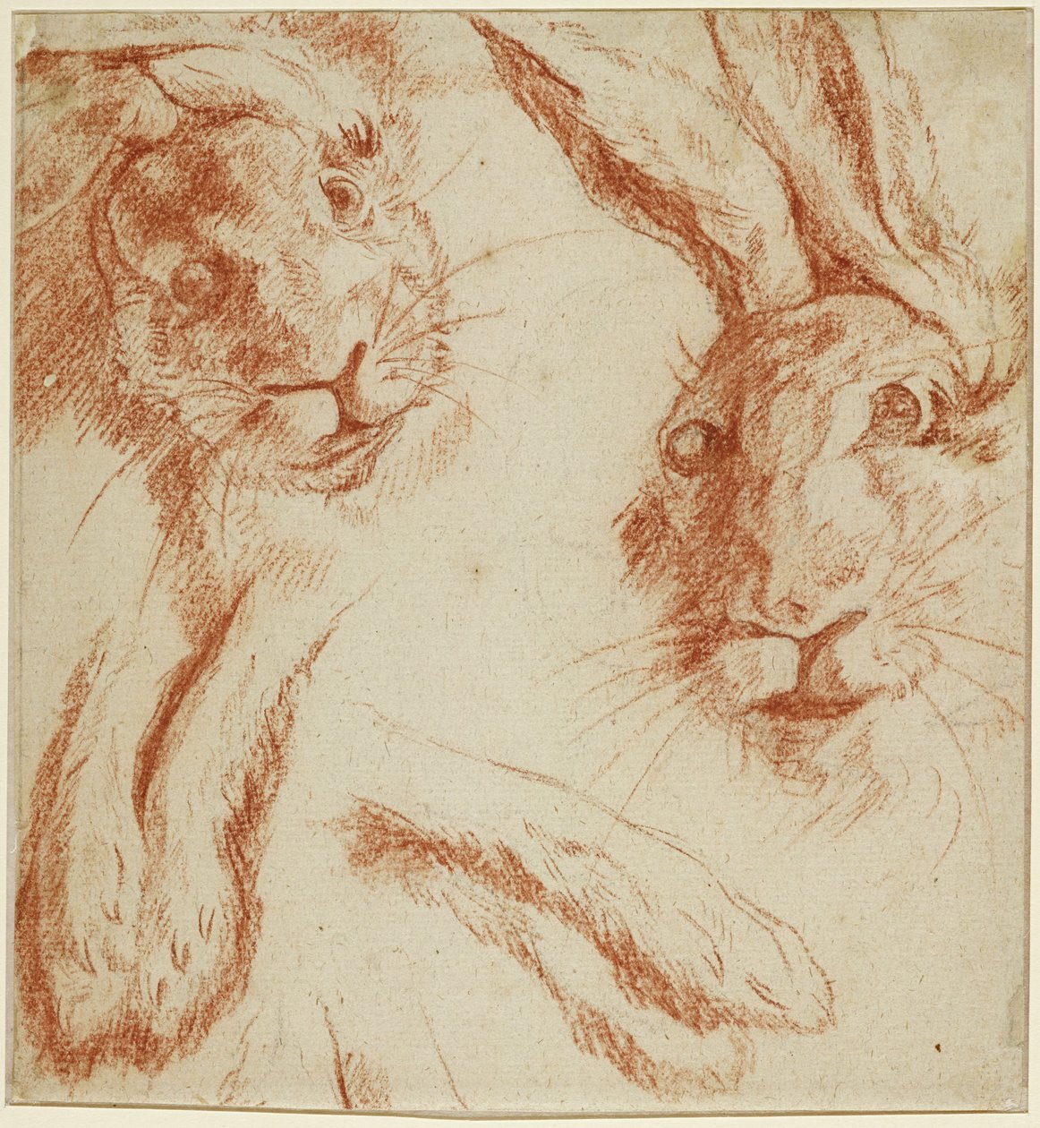 Hasenstudien: zwei Köpfe und zwei Paar Pfoten af Jean-Baptiste Oudry