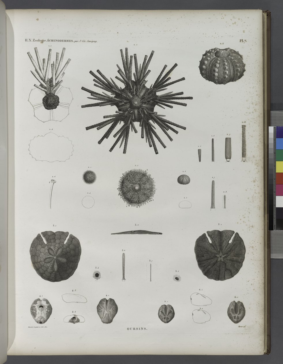Urchins af Jean Cesar Macret