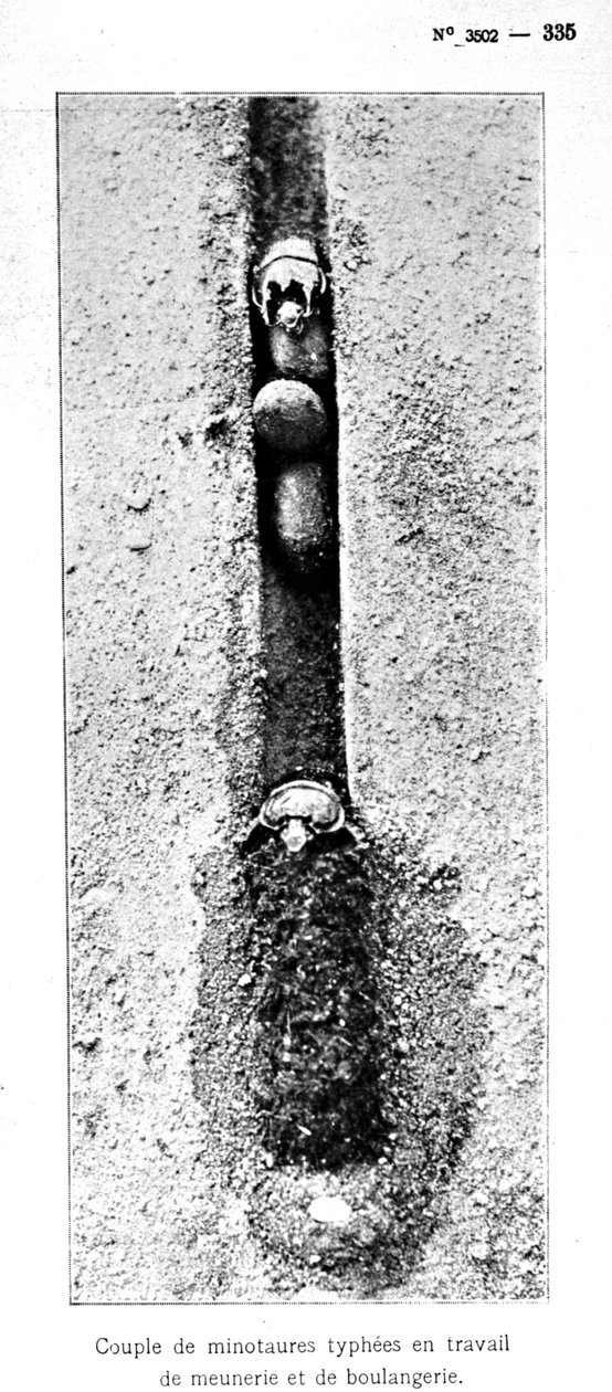 Minotaur-insekternes hul 1,5 meter under jordoverfladen, fra Souvenirs Entomologiques af Fabre, udgivet 1924 (bw foto) af Jean Henri Fabre