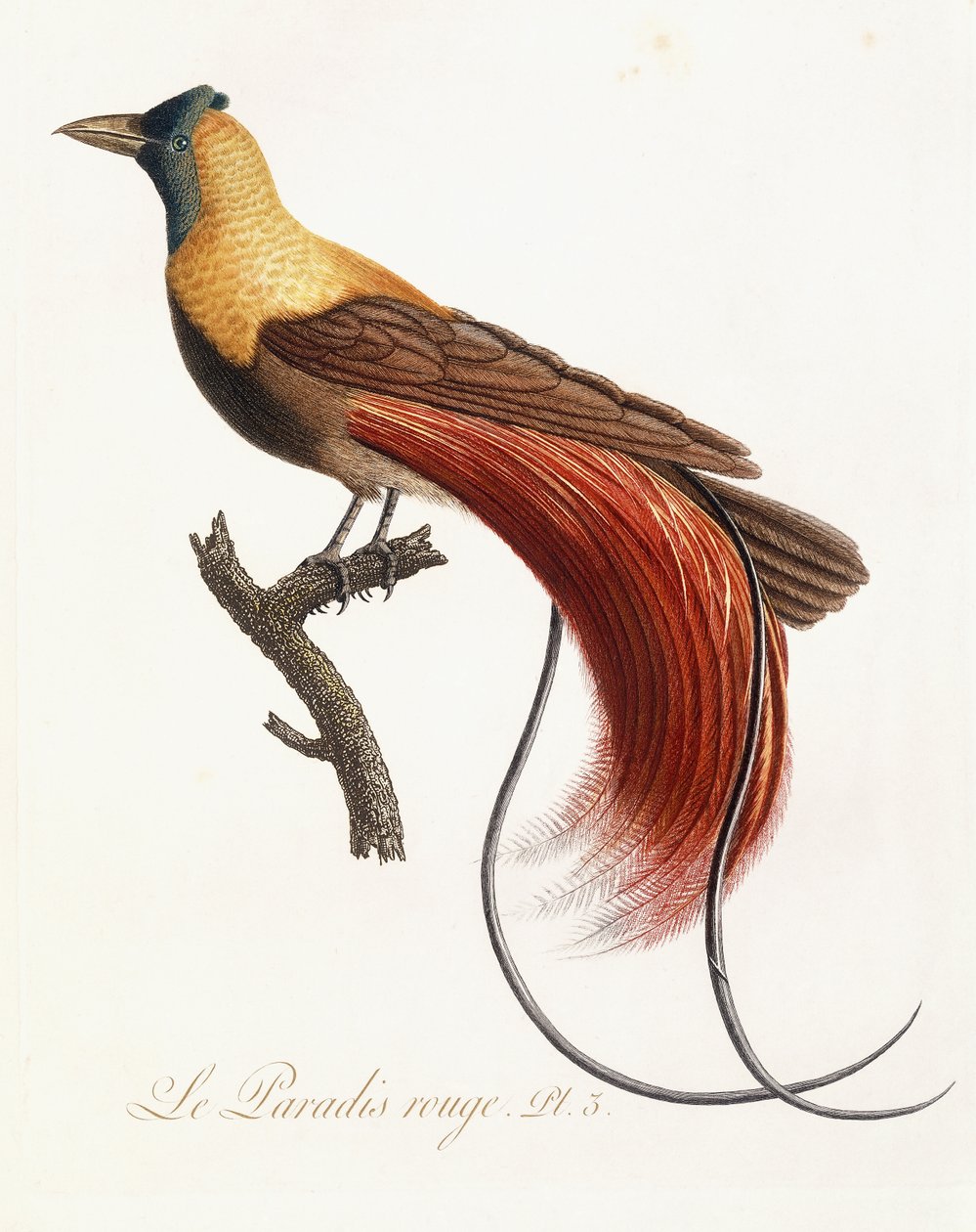 Det røde paradis, 1802 af Jean Baptiste Audebert