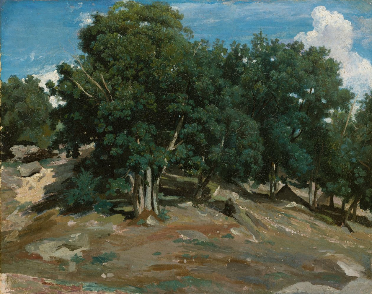 Fontainebleau: Oak Trees at Bas-Bréau, 1832-3 (olie på papir, lagt ned på træ) af Jean Baptiste Camille Corot