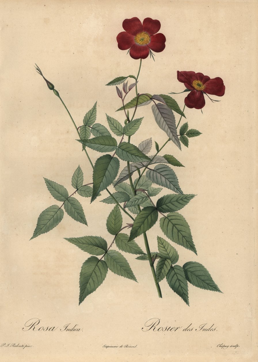 Crimson China rose, Rosa chinensis. af Jean Baptiste Chapuy