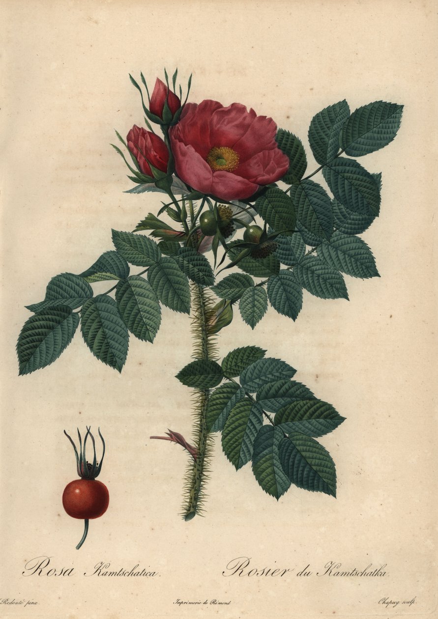 Crimson japansk rose; grov rose af Jean Baptiste Chapuy