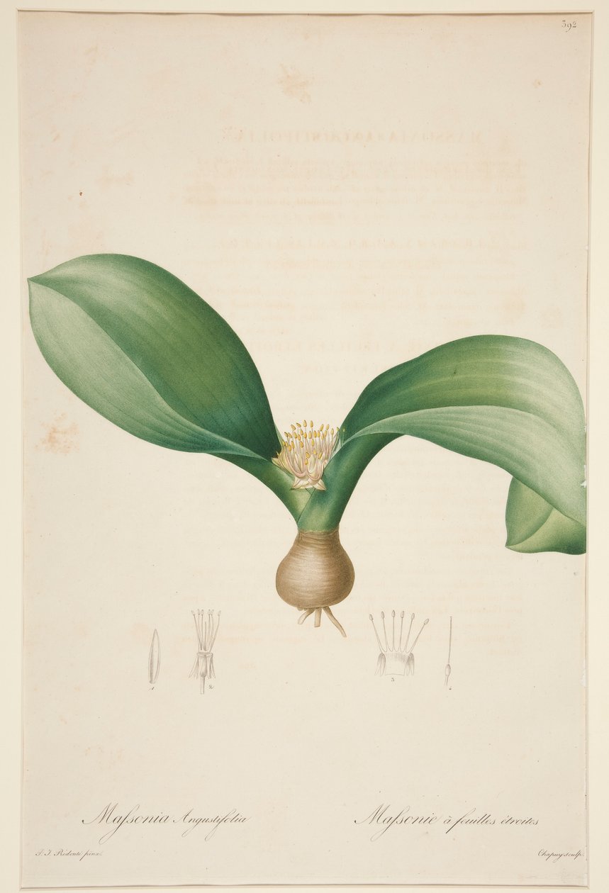 Massonia Angustifolia, Massonie ? feuilles ?troites (Massonia med smalle blade) af Jean Baptiste Chapuy