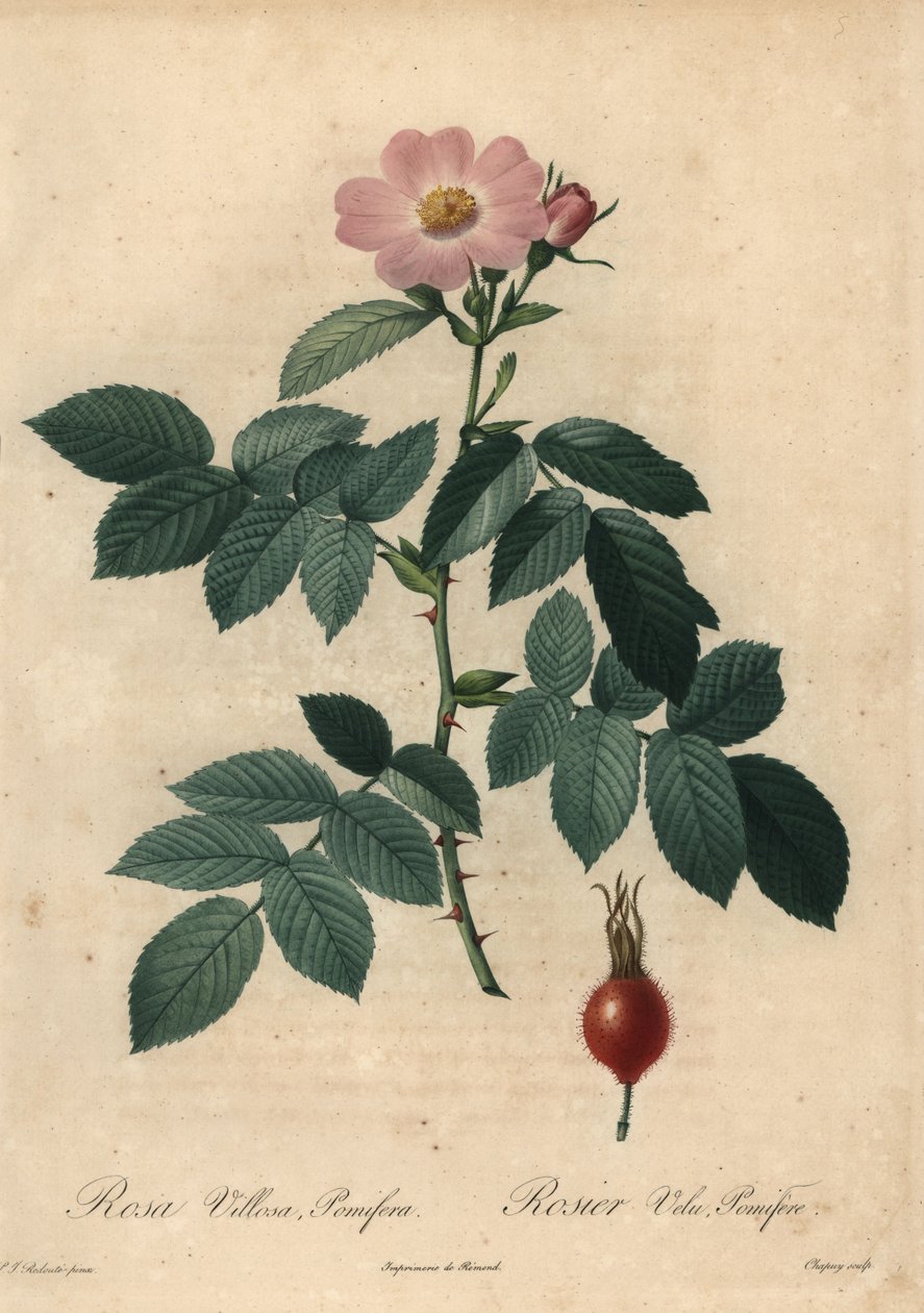 Lyserød æblerose, Rosa villosa. af Jean Baptiste Chapuy