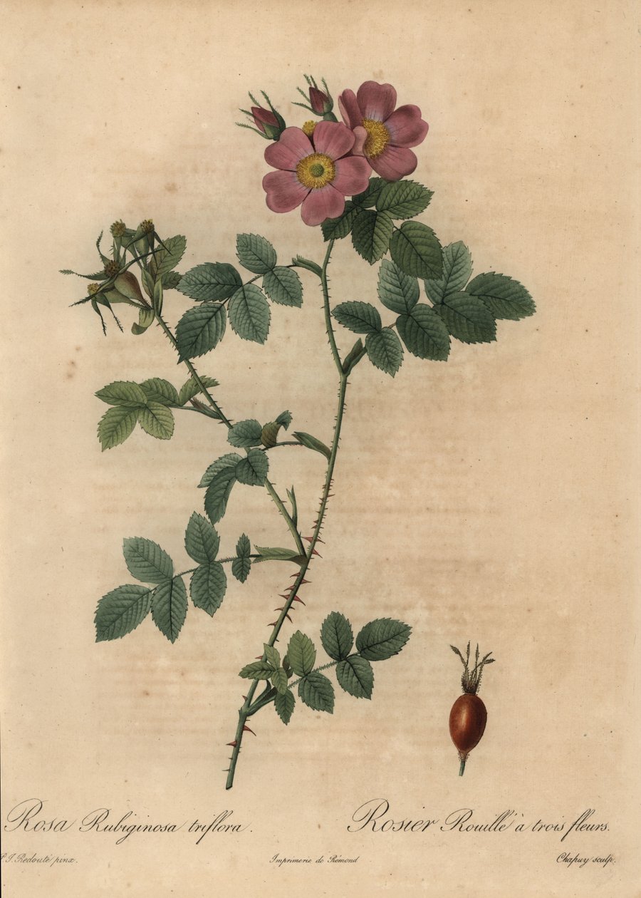 Pink sweetbriar rose, Rosa rustinosa. af Jean-Baptiste Chapuy