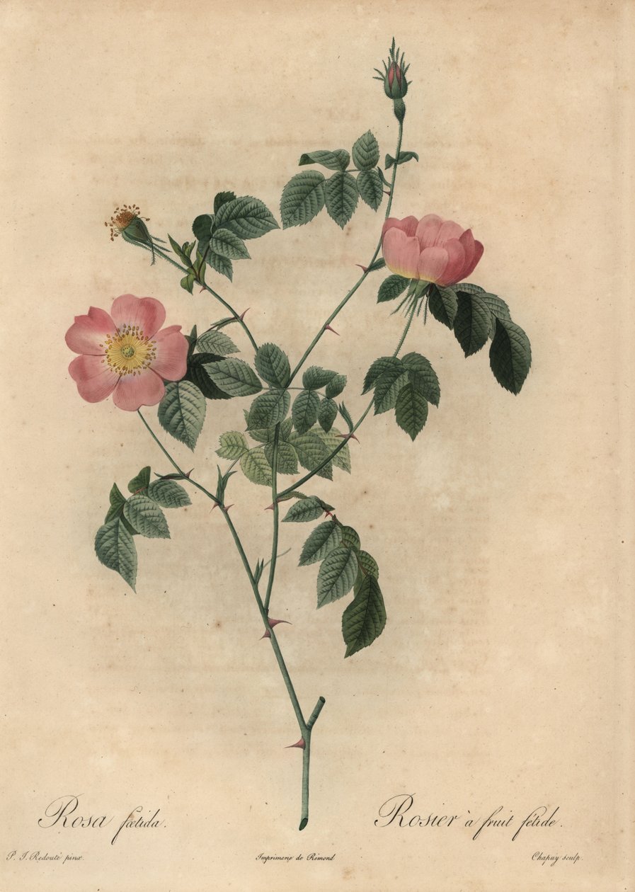 Rosa foetida, Rosier a fruit fetide. af Jean Baptiste Chapuy