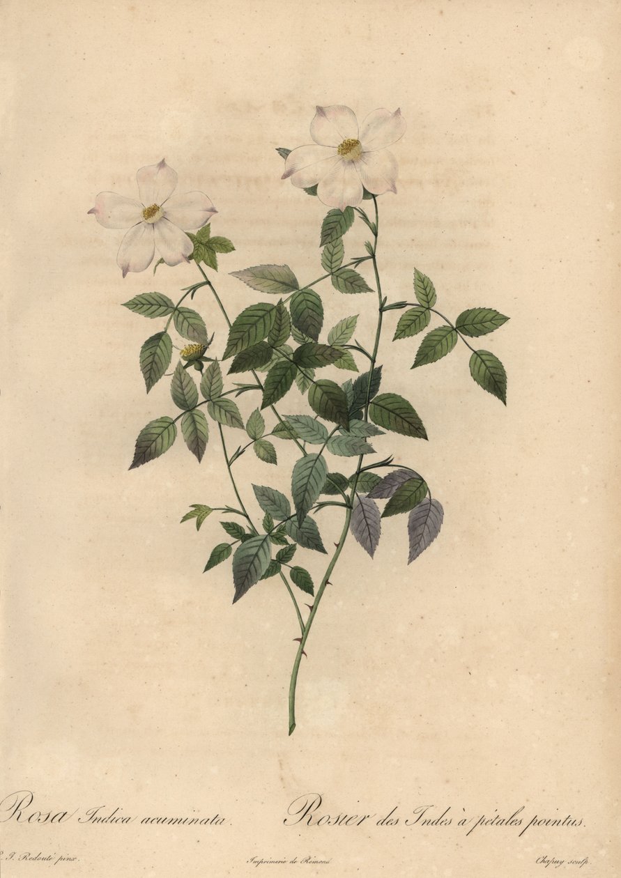 Hvid og lyserød Kinarose, Rosa chinensis. af Jean Baptiste Chapuy