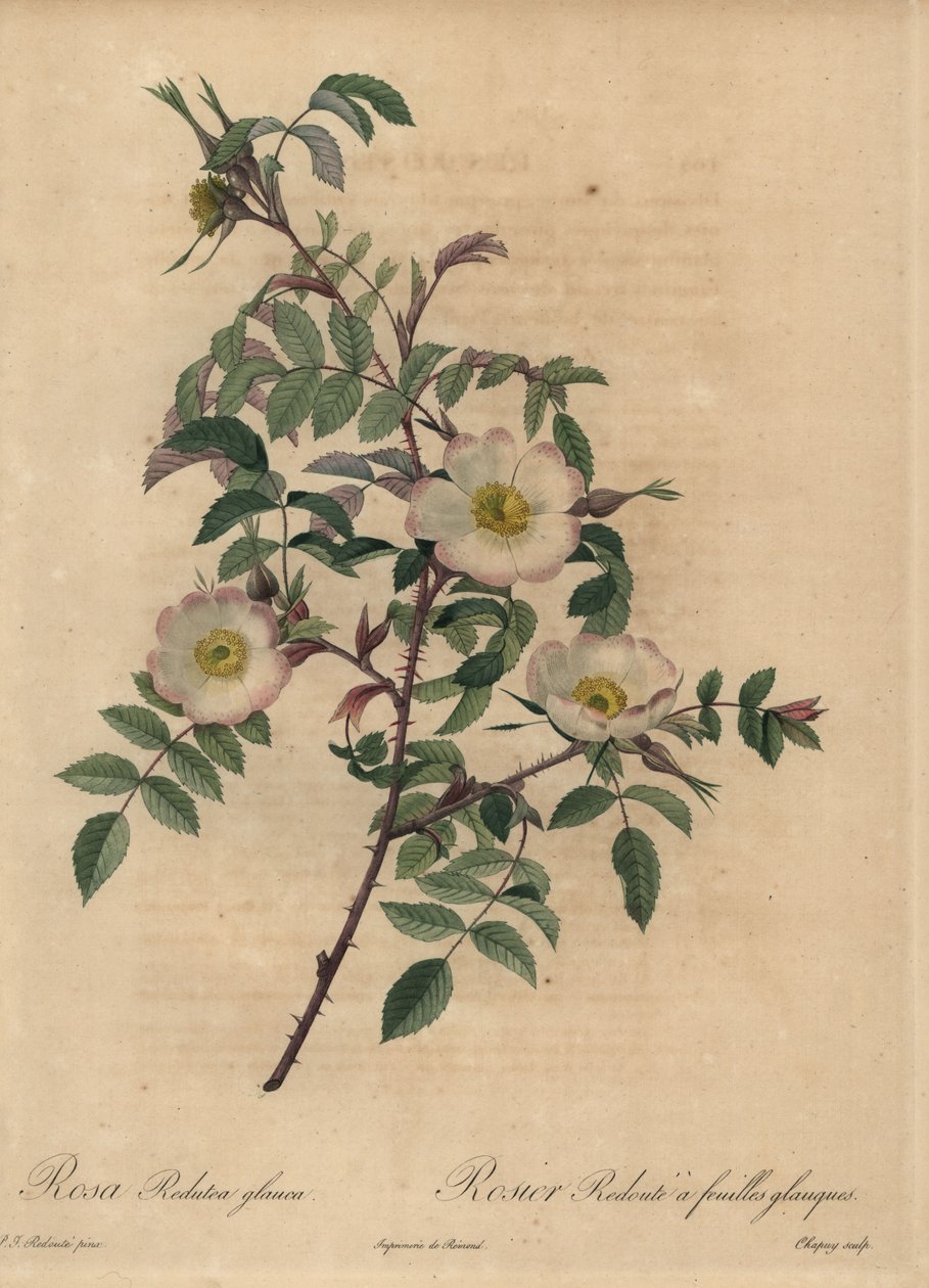 Hvid og lyserød rose, Rosa redutea glauca. af Jean Baptiste Chapuy