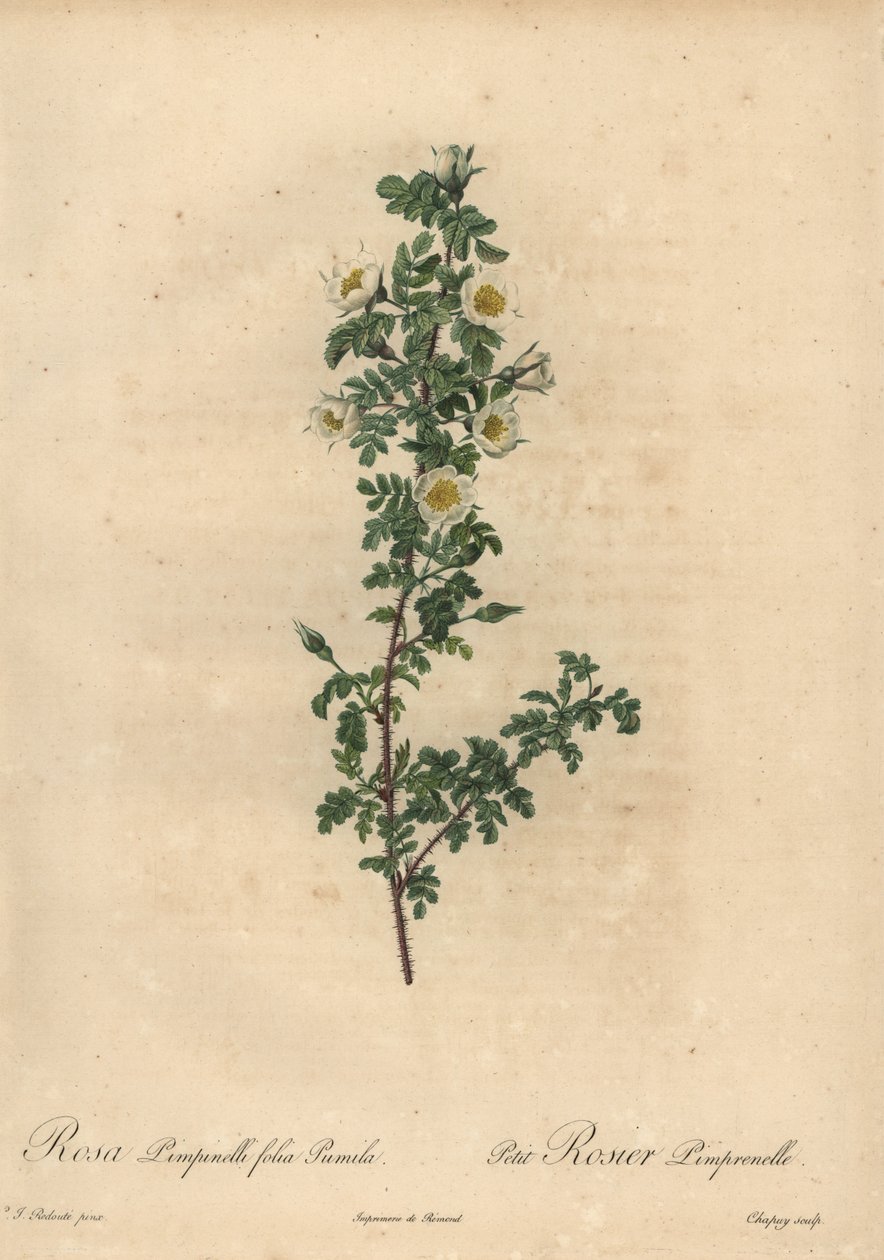 Hvid brændt rose, Rosa pimpinellifolia Pumila. af Jean Baptiste Chapuy