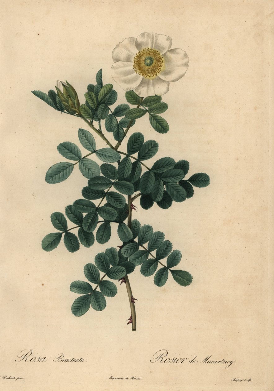 Hvid kyllingesavsrose, Rosa bracteata, af Jean Baptiste Chapuy