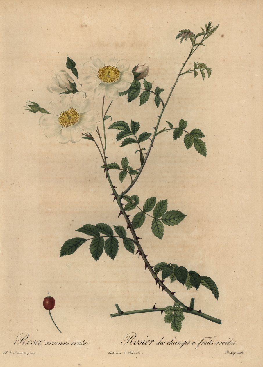 Hvid markrose, Rosa arvensis. af Jean Baptiste Chapuy