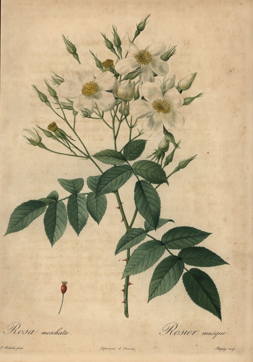 Hvid moskusrose, Rosa moschata. af Jean Baptiste Chapuy