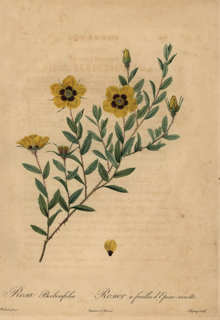 Gul rose, Rosa berberifolia. af Jean Baptiste Chapuy