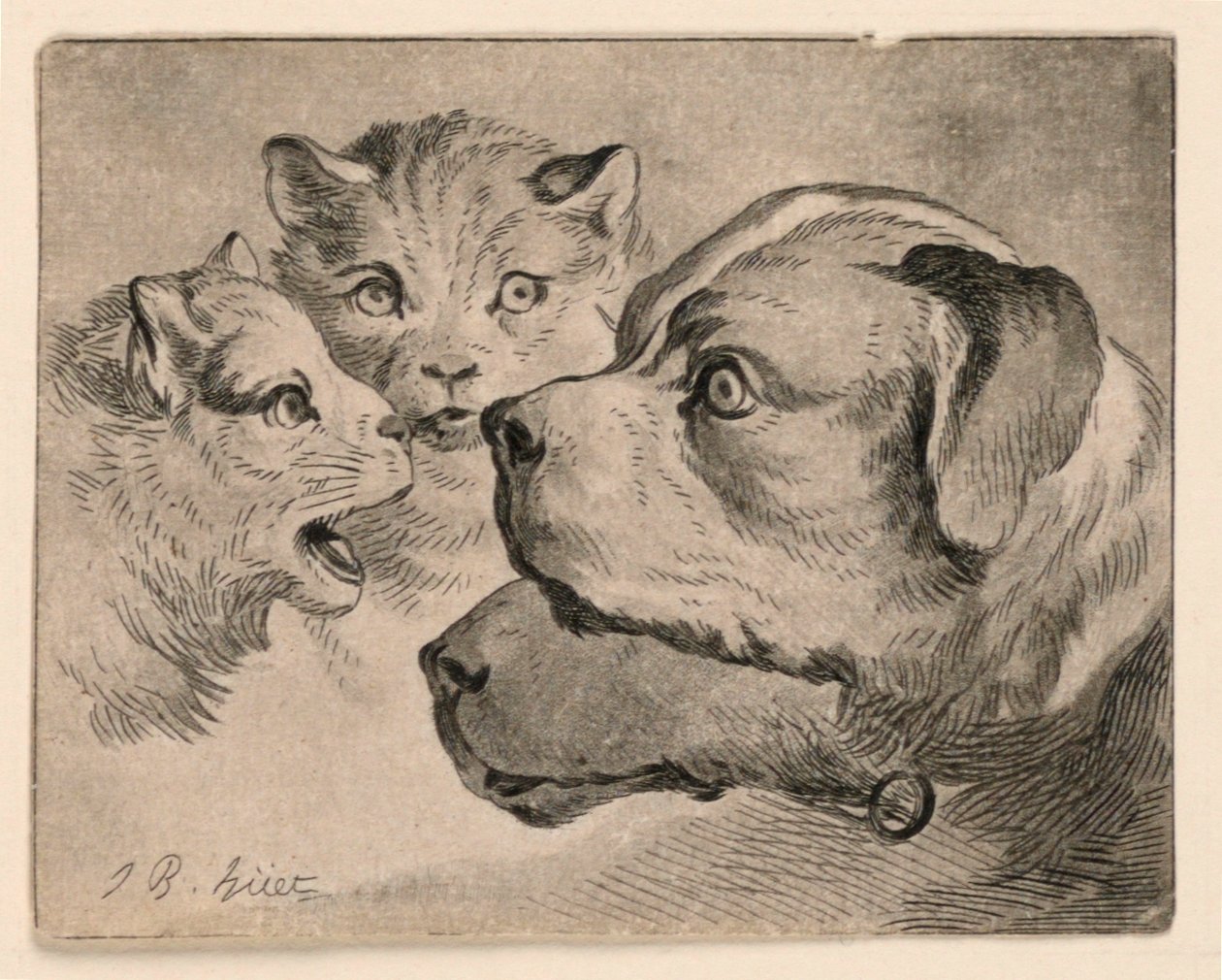 Hoveder af katte og hunde af Jean Baptiste Huet