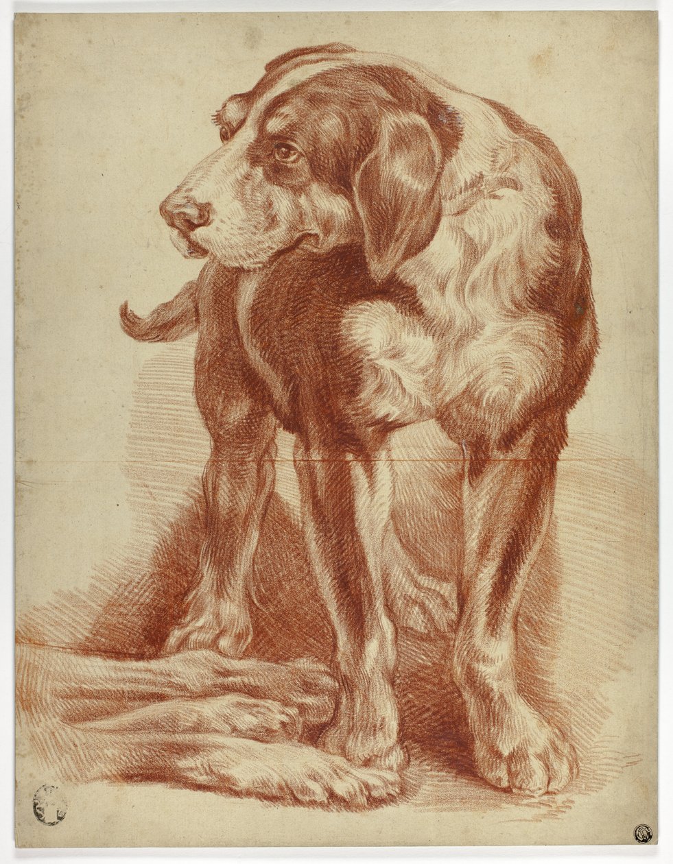 Hund stående af Jean Baptiste Huet