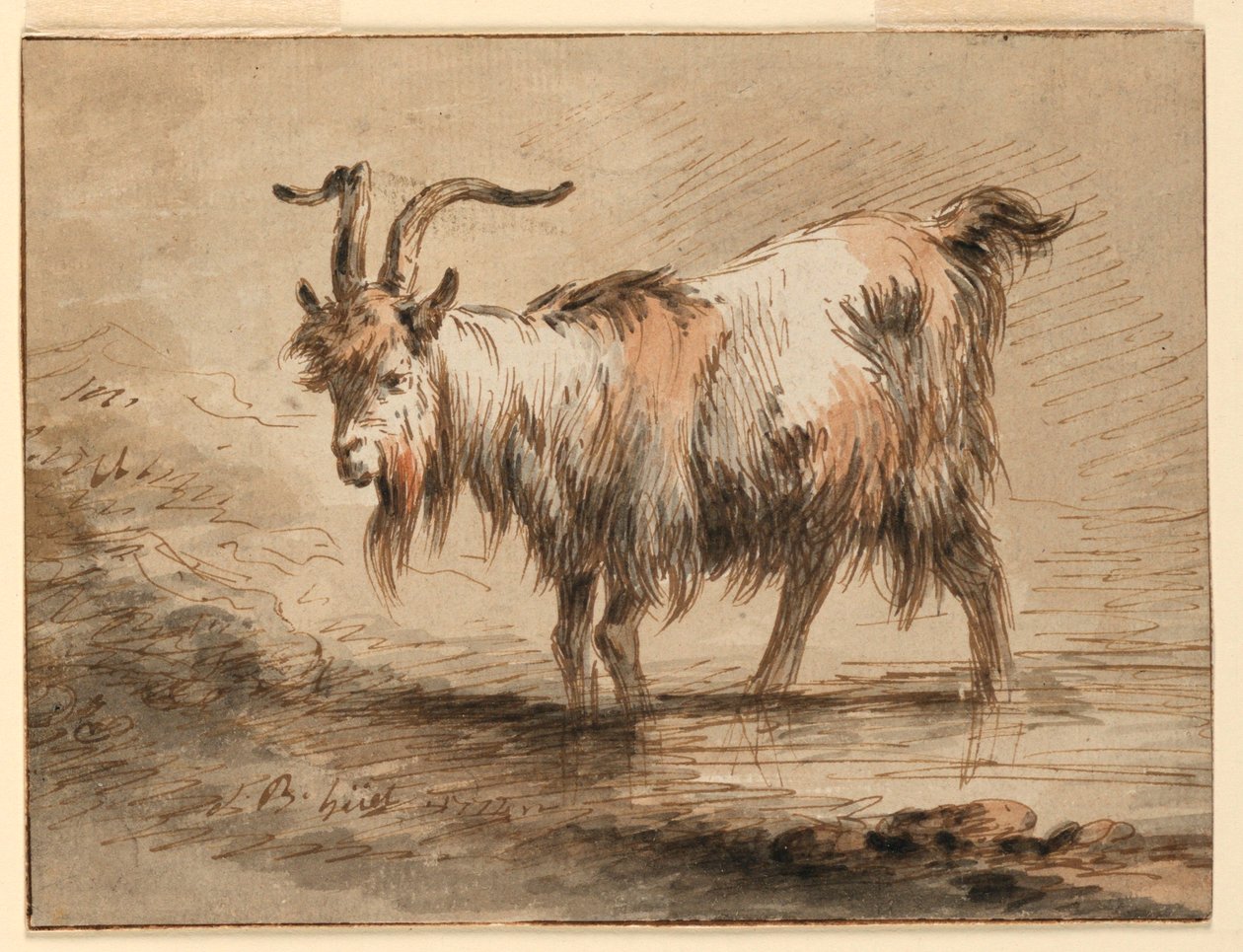 Tegning, studie af en ged, 1772 af Jean Baptiste Huet