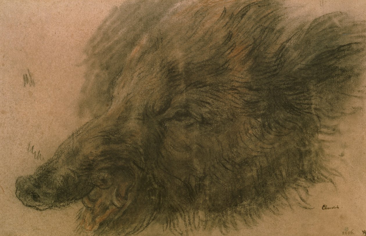 Hoved af et vildsvin (kul på papir) af Jean Baptiste Simeon Chardin